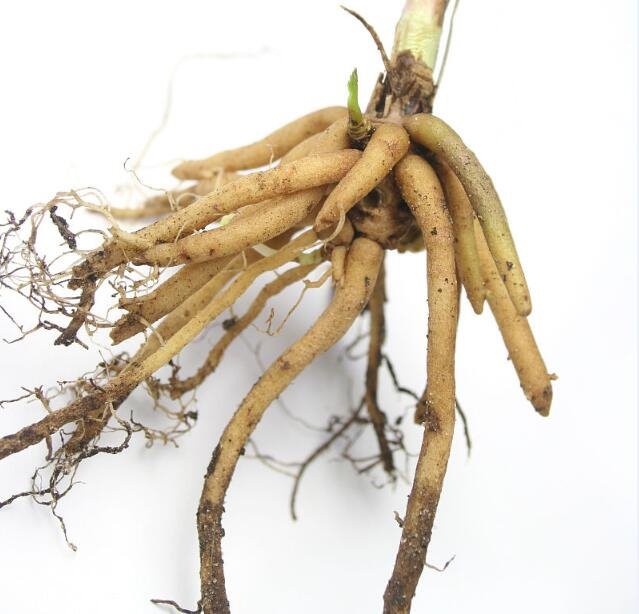 goods in stock Valerian Extract